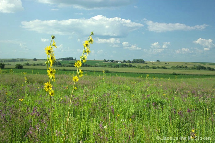Prairie and Farmland