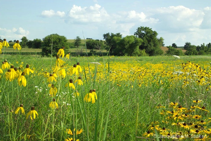 Blackeyed Susan field