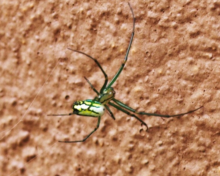 SPIDER