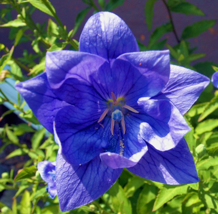 BLUE BELL