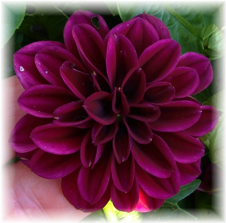 DAHLIA