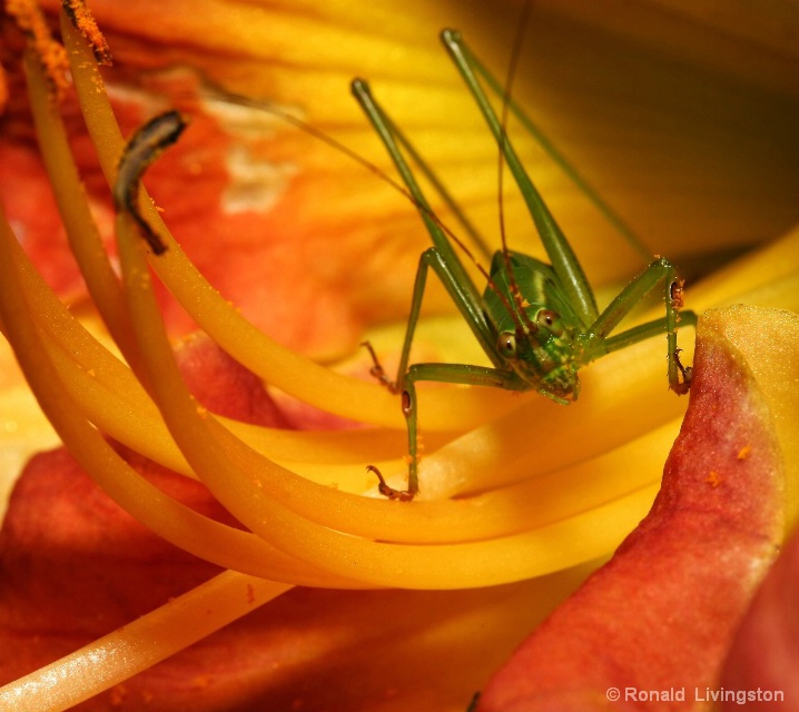 Curious Cricket