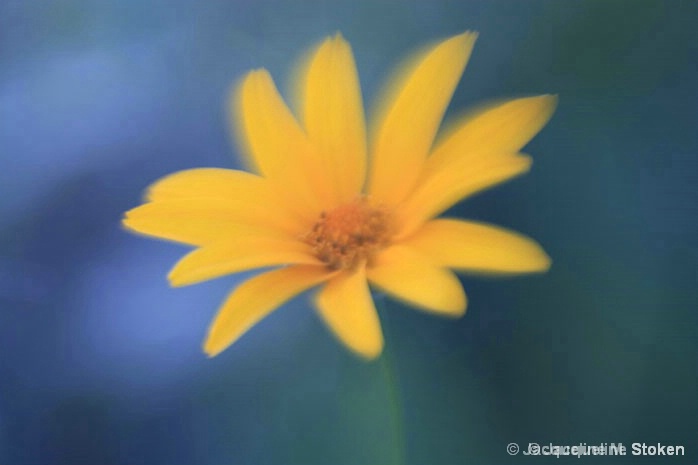 Prairie Flower