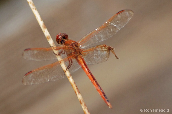 Scarlet Skimmer Dragonfly w/ broken wing