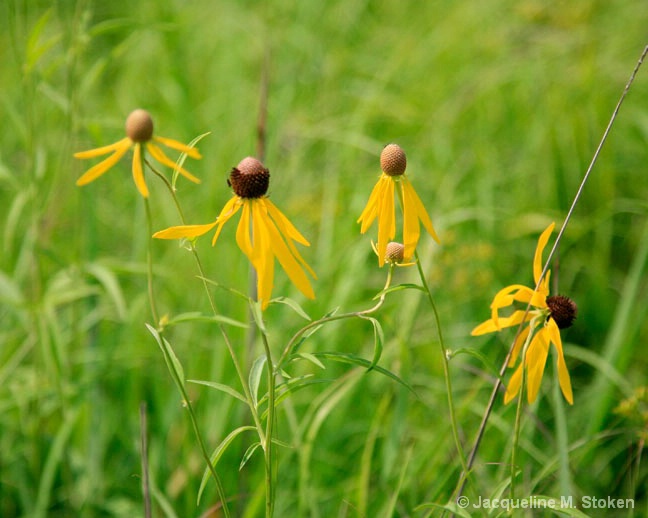 Blackeyed Susan