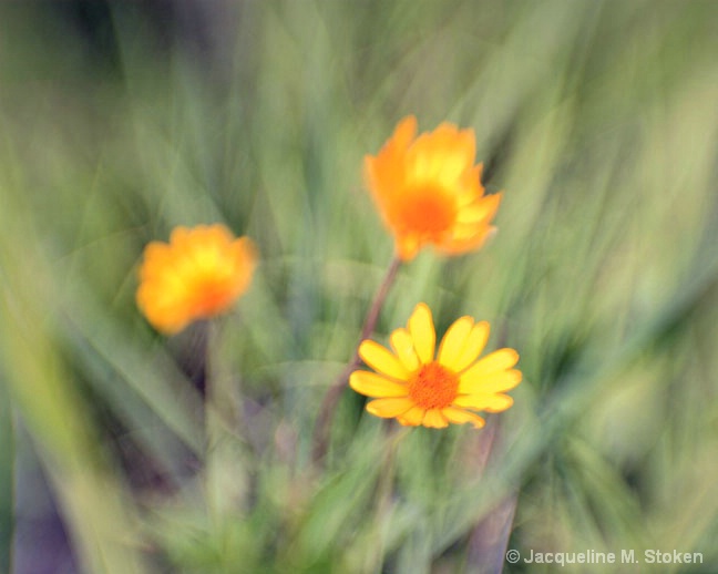 Prairie flower