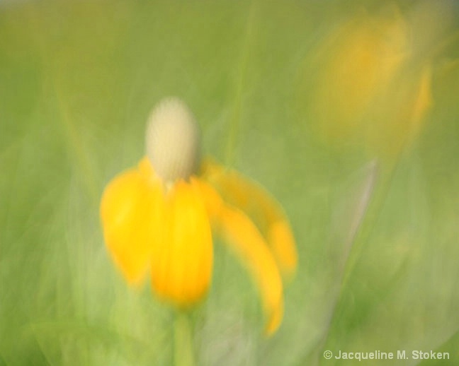 Prairie Flower