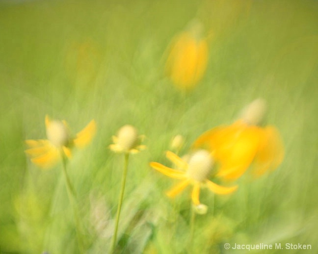 Prairie flower grouping