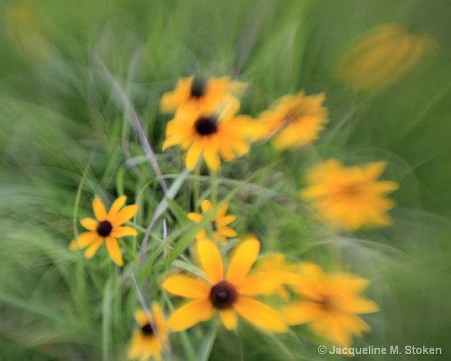Blackeyed Susan grouping
