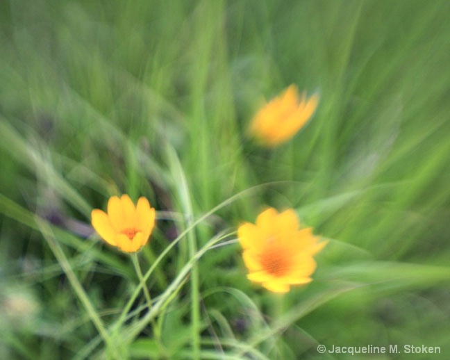 Prairie daisy