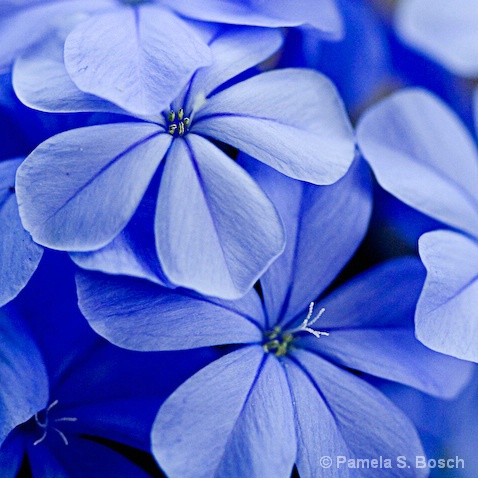 Plumbago