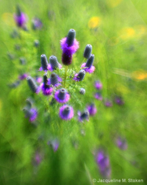 Purple prairie clover