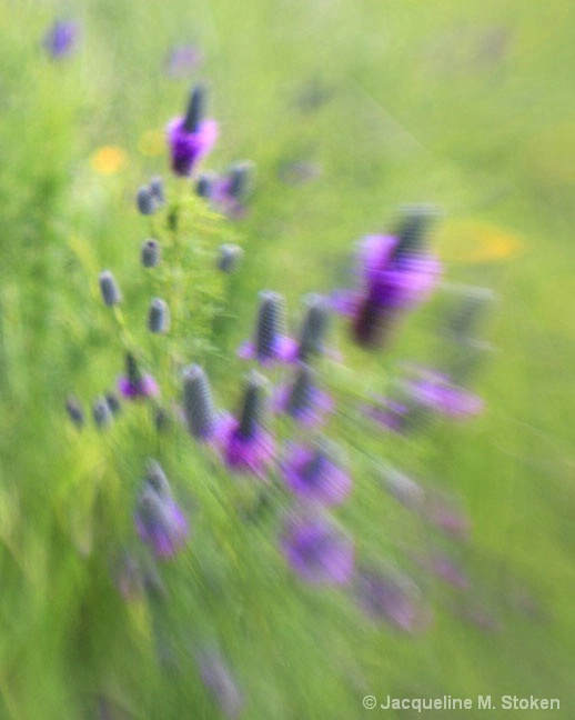 Purple prairie clover blurred