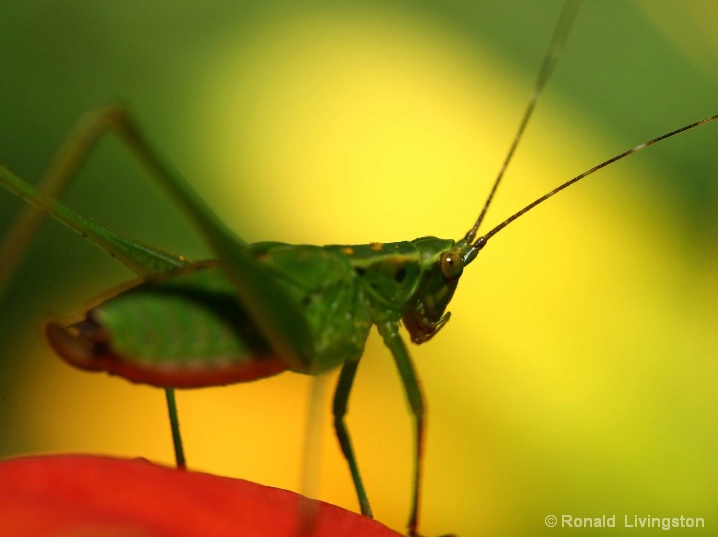 Colorful Cricket