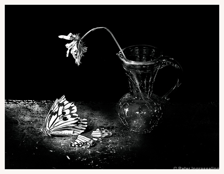 Fallen Angel