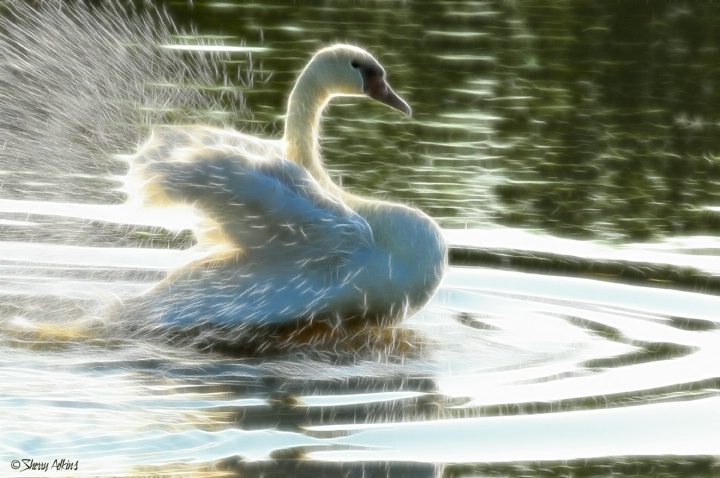 Splish Splash   