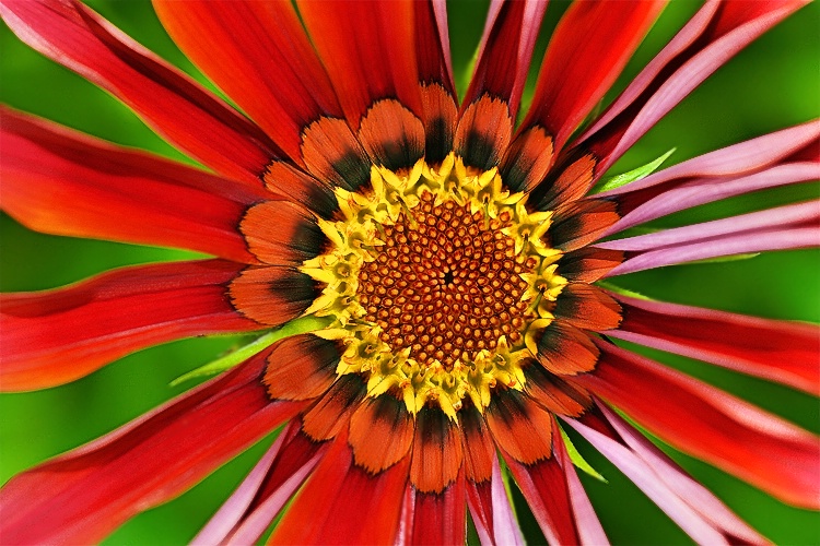 Gazania