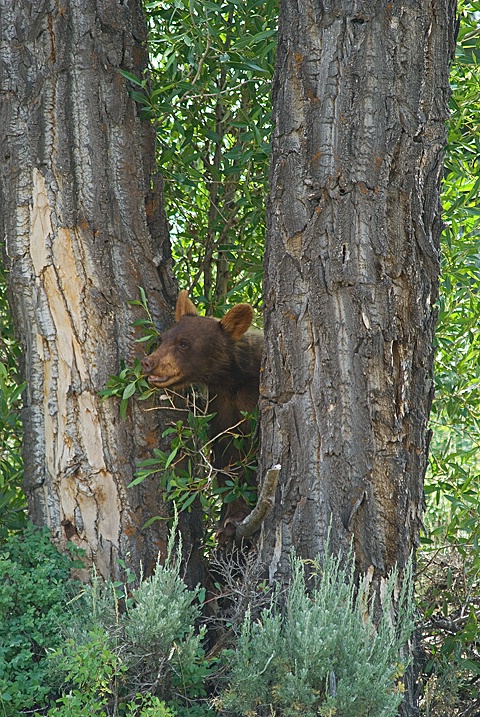 Young Grizzily - Grand Tetons