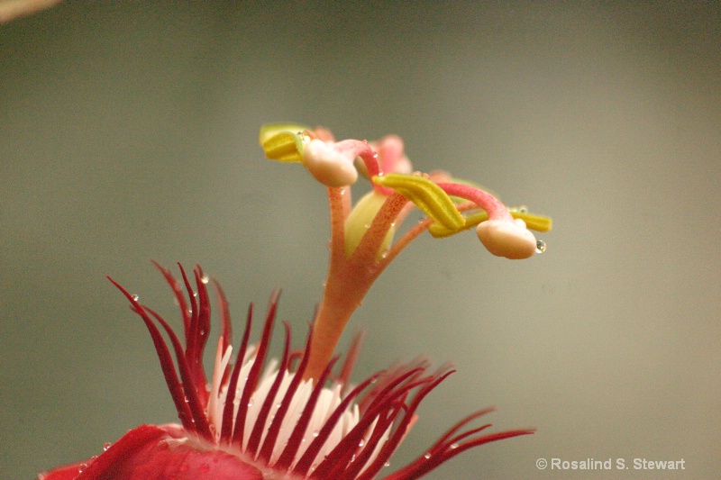 stamen