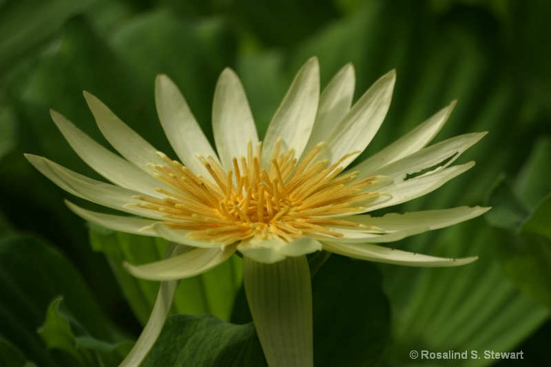 lilly