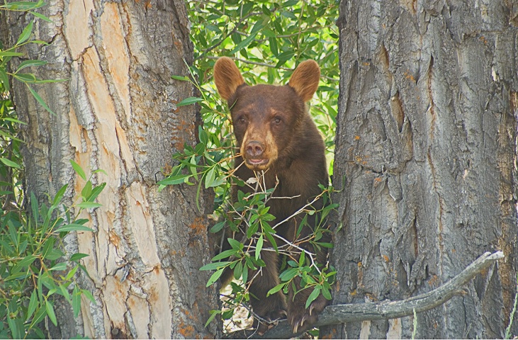 Young Grizzily (Photo by Carolyn Curry)