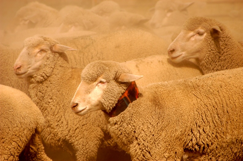 Meeker sheep