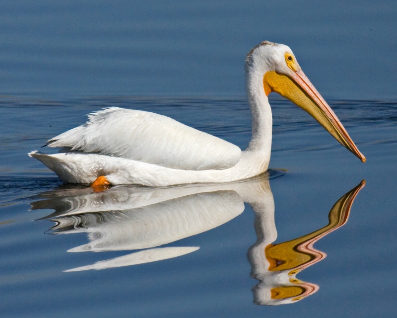 Daliesque Pelican
