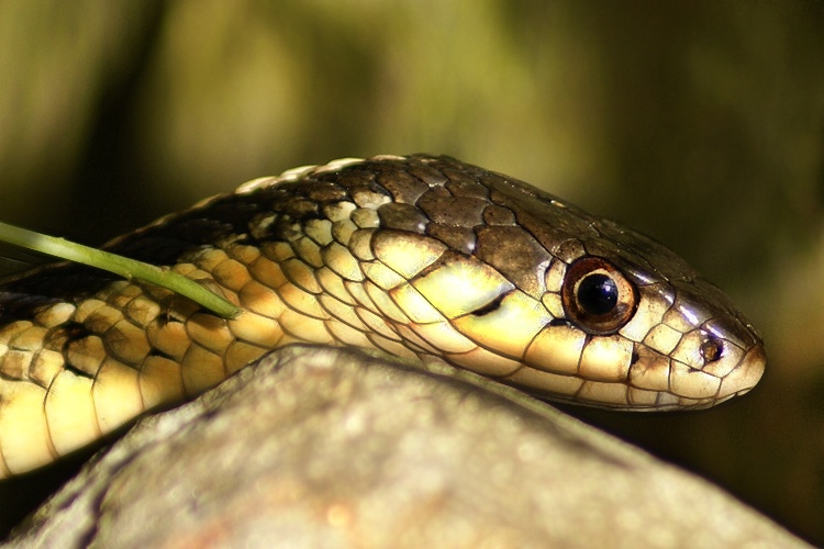 Snake in the Garden