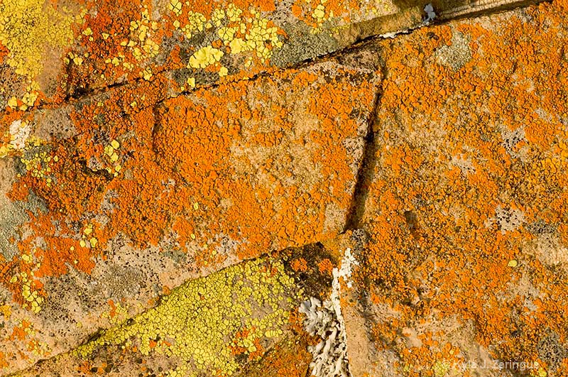 Lichen on Rock