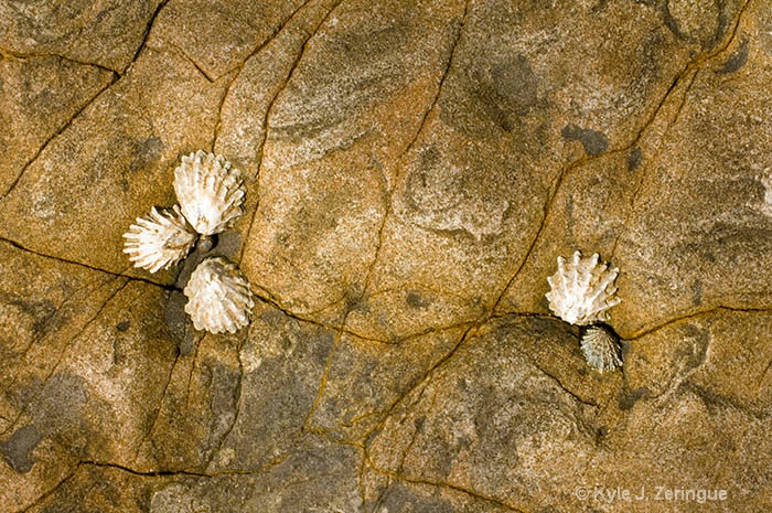 Shells at Low Tide