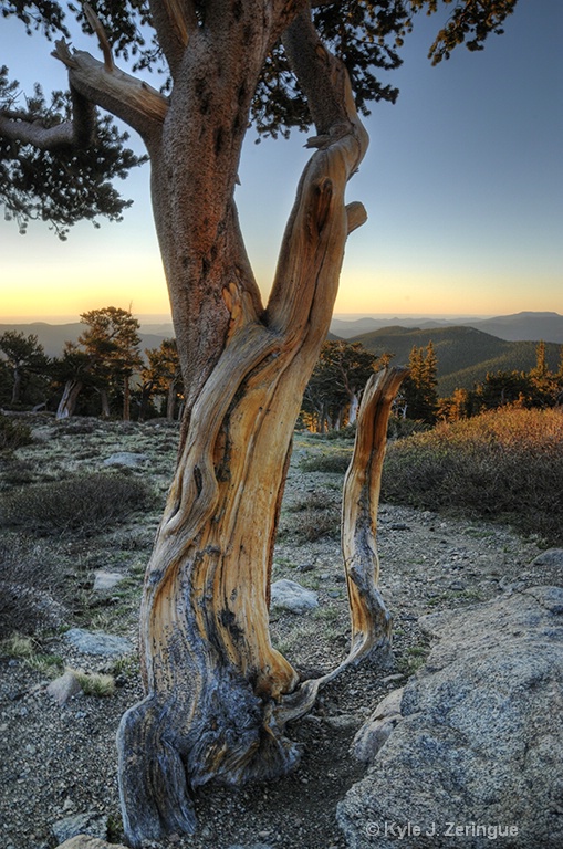 Bristlecone Pine