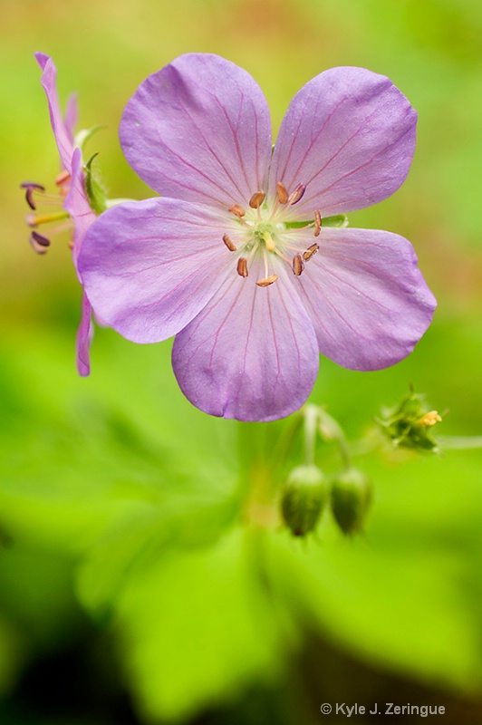 Wild Geranium