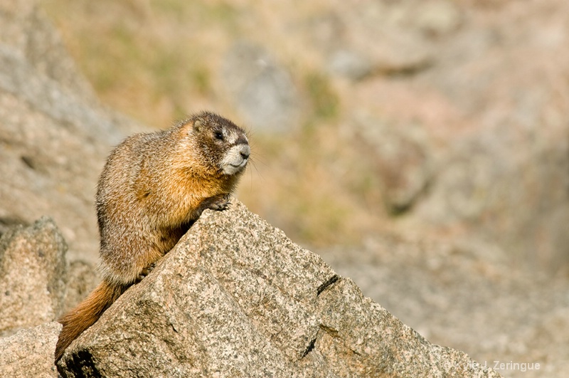 Yellow Bellied Marmot