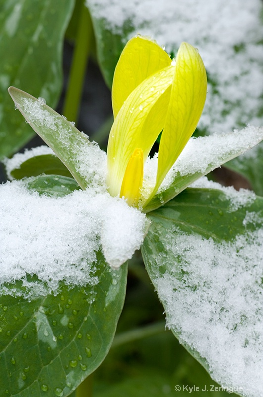 Snowy Yellow Trillium
