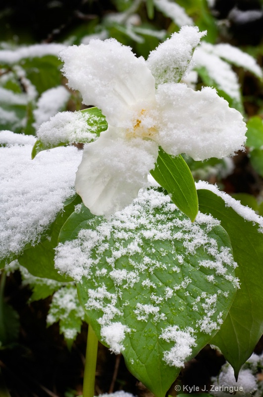 Snowy Trillium