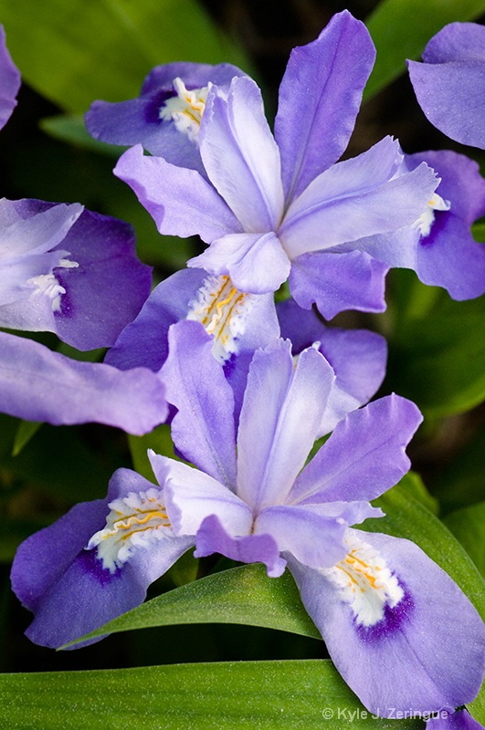 Crested Dwarf Iris 2