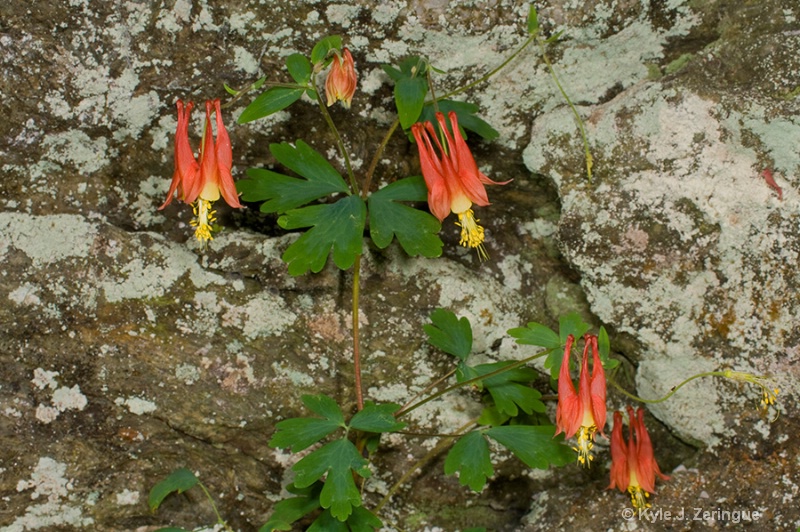 Columbine on Rock Face