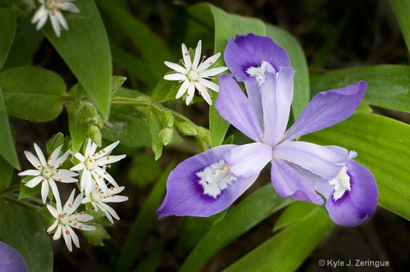 Crested Dwarf Iris and Star Chickweed