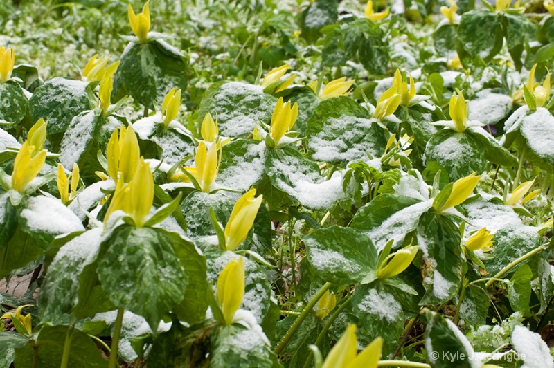 Yellow Trillium in Snow