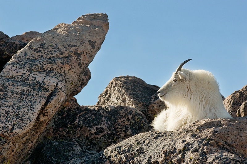 King of the Mountain