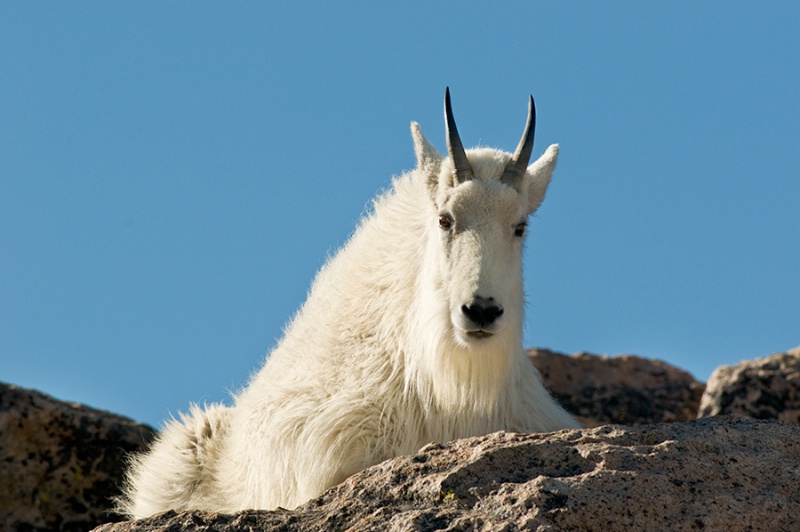 Mountain Goat