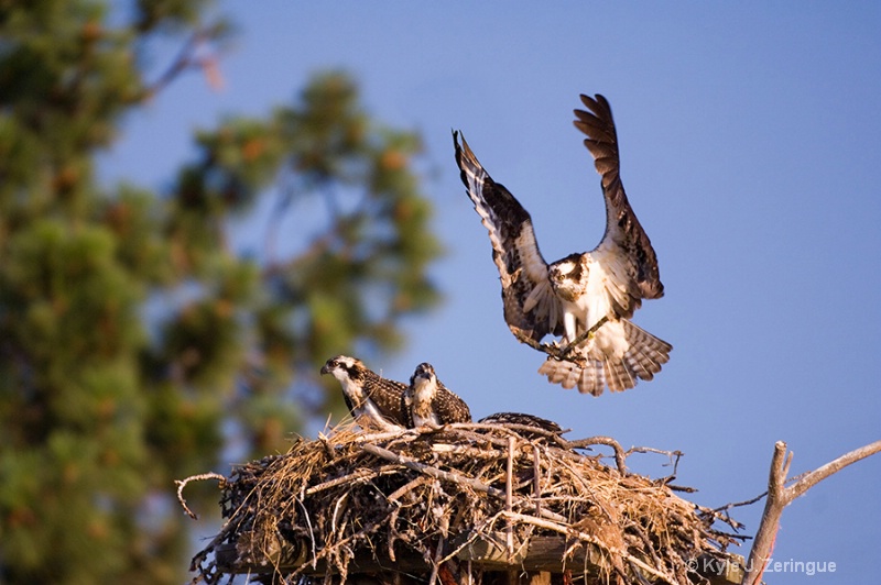 Osprey Returning to Nest