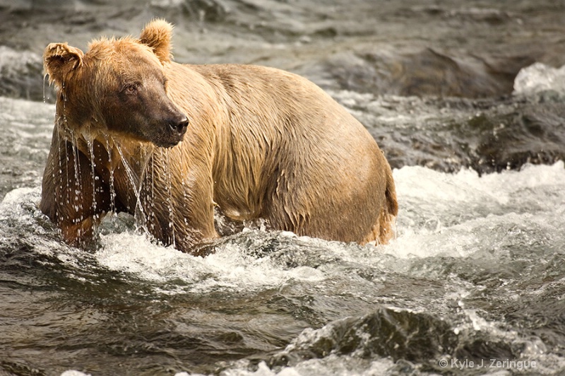 Brown Bear