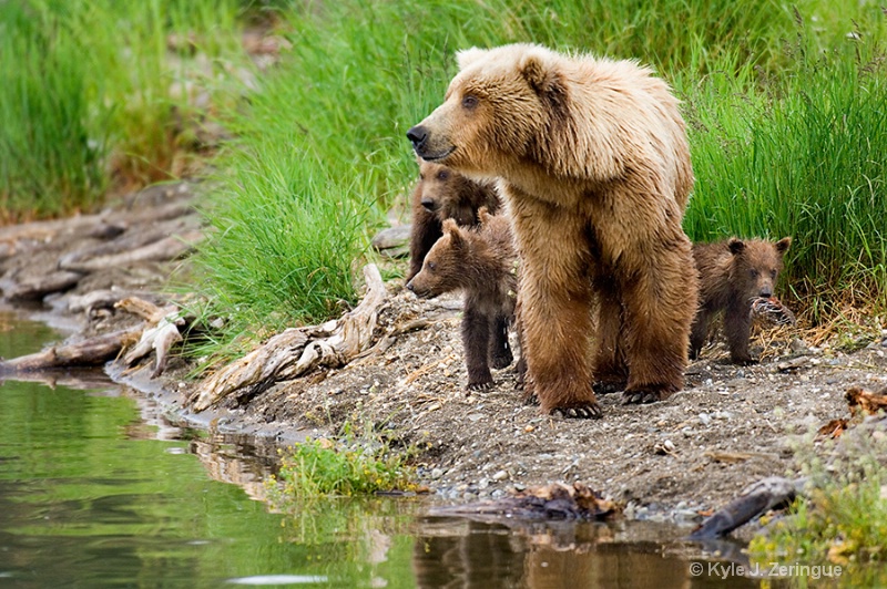 Brown Bear Sow and Four Cubs