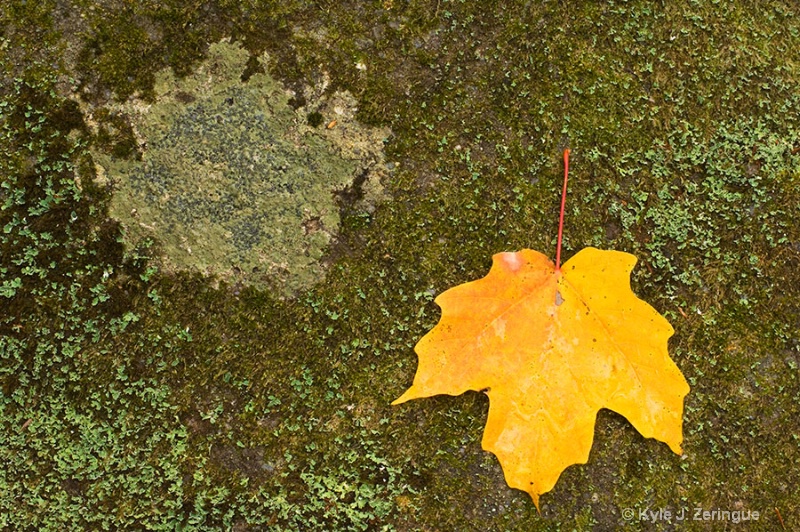 Leaf on Mossy Rock