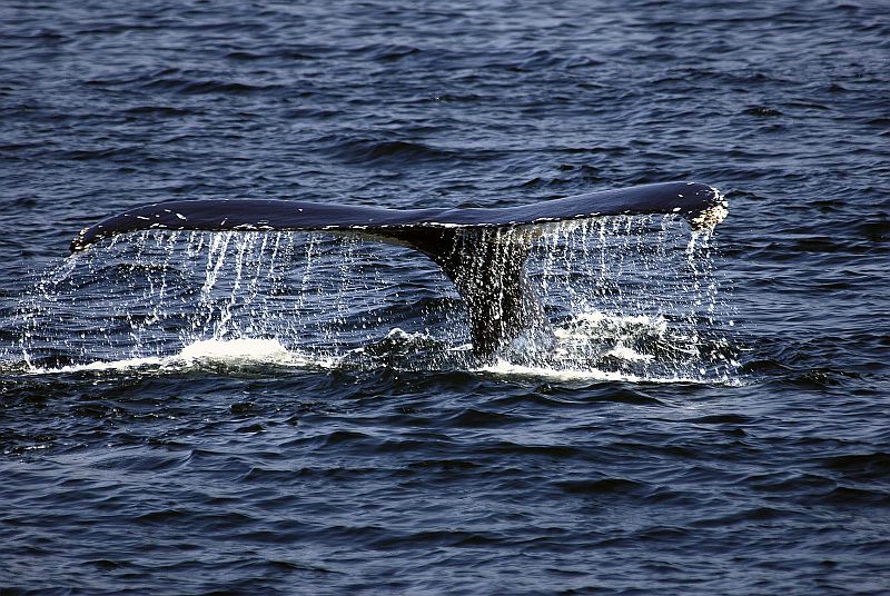 w41 Whale watch, Gloucester,MA 