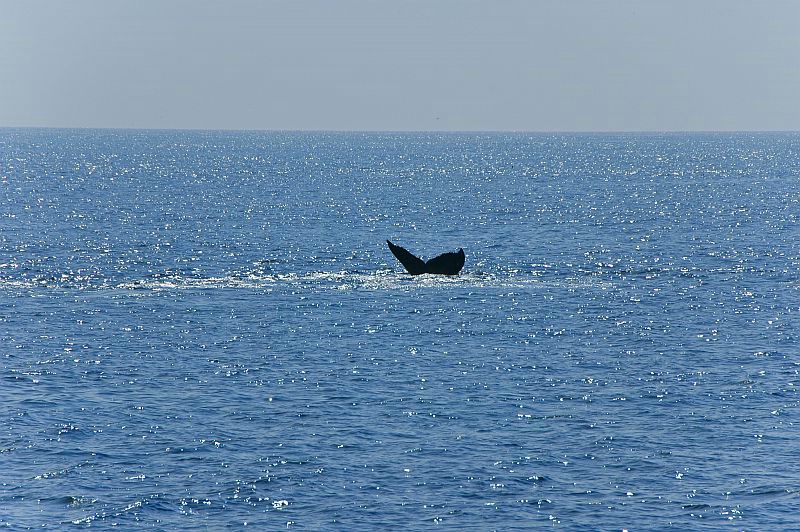 w43 Whale watch, Gloucester,MA 