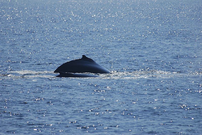 w44 Whale watch, Gloucester,MA 