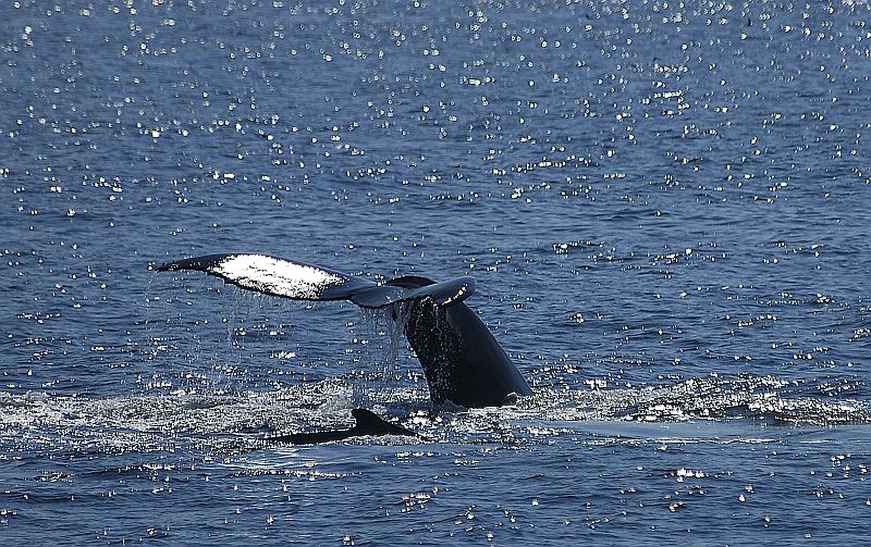 w46 Whale watch, Gloucester,MA 