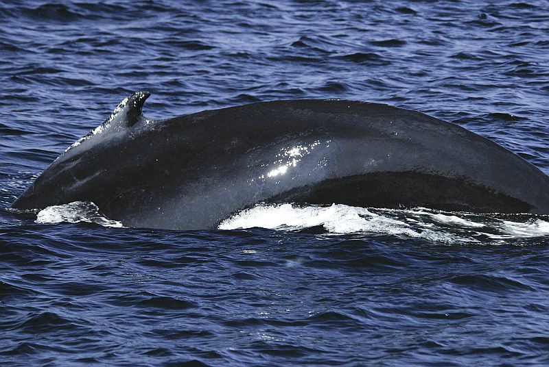 w48 Whale watch, Gloucester,MA 